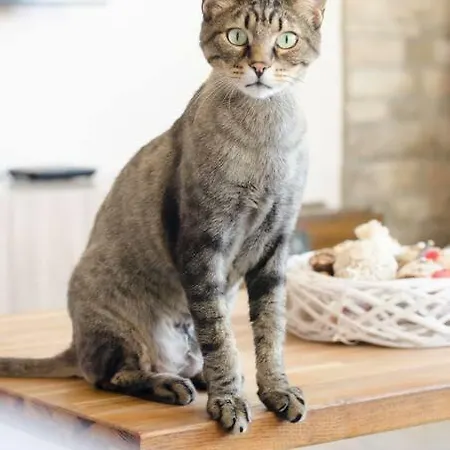 Apartment Vas' Penthouse